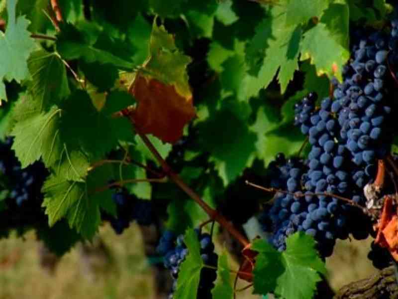 Immagine articolo: Conclusa la vendemmia in Sicilia, calo del 40% ma ottima qualità