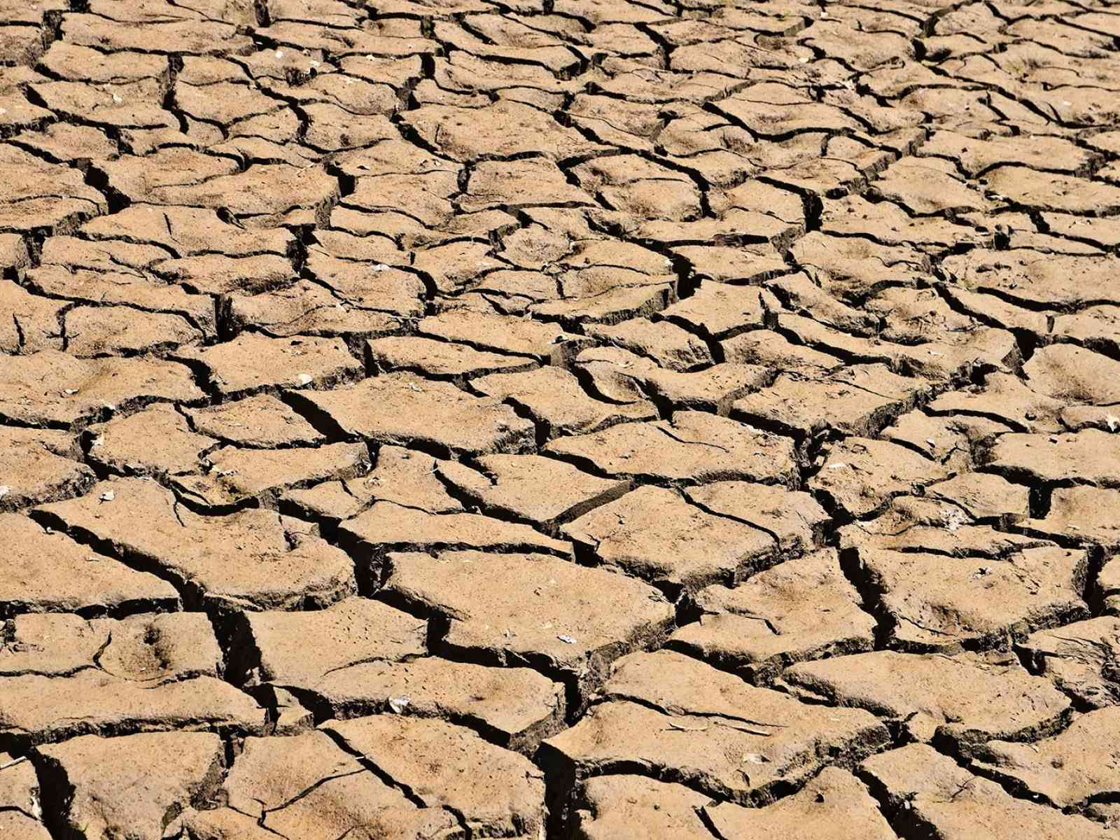 Immagine articolo: Siccità e ondate di calore, il Comune di Menfi chiede il riconoscimento dello stato di calamità per il comparto agricolo